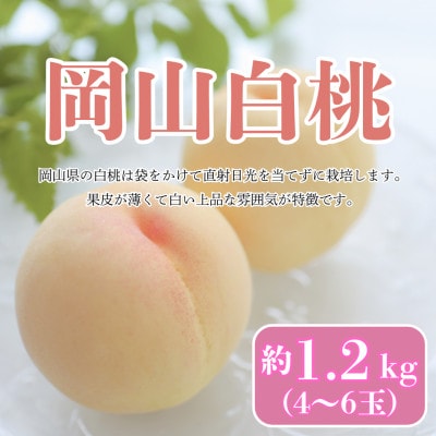 【2026年発送】【8月発送】岡山白桃　約1.2kg(4～6玉)【配送不可地域：離島・北海道・沖縄県】