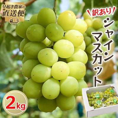 【2026年度発送分】早起き農家の直送便　わけありシャインマスカット2kg【配送不可地域：離島・北海道・沖縄県】