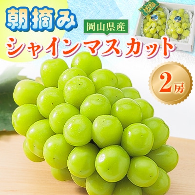 【先行受付】岡山県産 農家直送 朝摘みシャインマスカット2房セット (1.2～1.5kg)