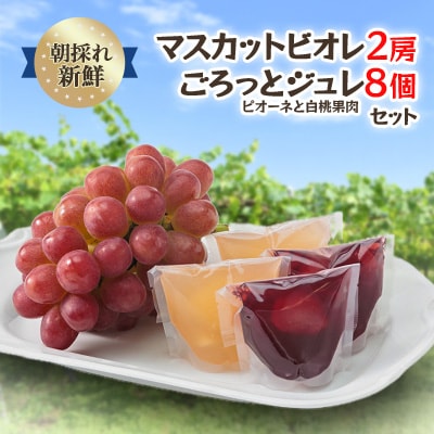 【2026年度発送分】朝採れ新鮮マスカットビオレ2房＆ピオーネと白桃果肉ごろっとジュレセット【配送不可地域：離島・北海道・沖縄県】