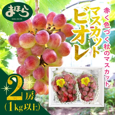 【2026年度発送分】早起き農家の直送便　お土産マスカットビオレ2房【配送不可地域：離島・北海道・沖縄県】