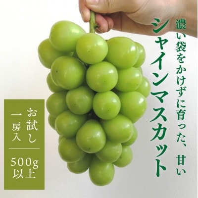【2026年先行予約】シャインマスカット 1房入 /500g以上　(岡山県産)【配送不可地域：離島】