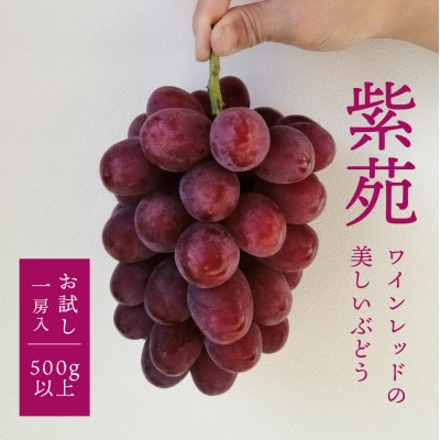 【2026年先行予約】【お試し便】 紫苑(しえん) 1房500g～(岡山県産)【配送不可地域：離島】