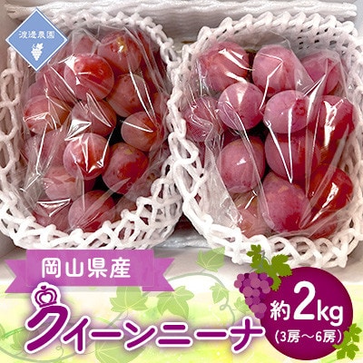 【先行予約 2026年発送】岡山県産　クイーンニーナ　3房～6房(合計約2kg)【配送不可地域：離島】