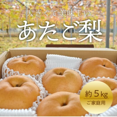 【2026年先行予約】あたご梨 ご家庭用/約5kg(岡山県産) お歳暮 和梨 冬の果物