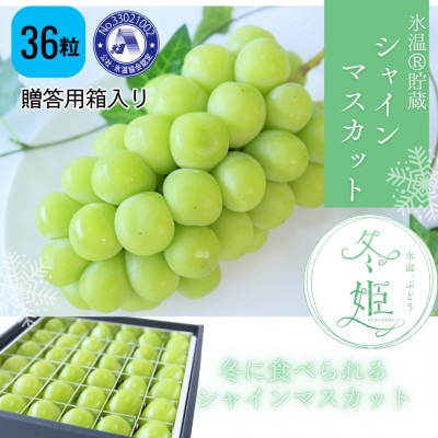 【11月-3月発送】氷温貯蔵マスカット冬姫(36粒)【配送不可地域：離島】