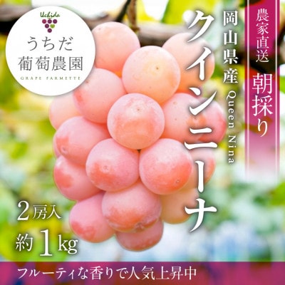 【2026年発送】朝採りクイーンニーナ2房入(約1kg)【配送不可地域：離島】