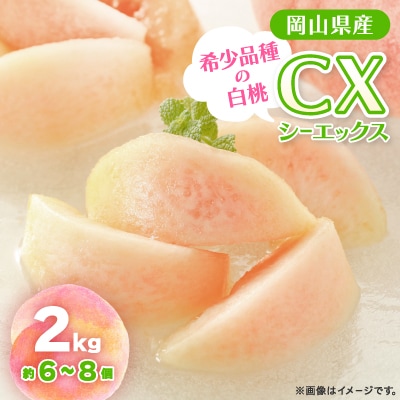 【2025年先行予約】2025年10月上旬頃より発送予定・希少品種の岡山の白桃・CX(2kg箱)【配送不可地域：離島】