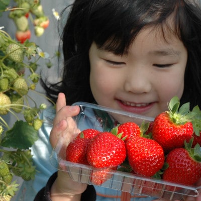 【2026年1月より順次発送】朝採れ新鮮まほらのいちご(さちのか)4パック入り箱【配送不可地域：離島・北海道・沖縄県】