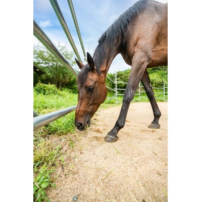 岡山県津山市の20分乗馬体験