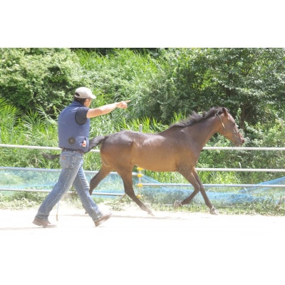 岡山津山市で体験する 40分のホースコミュニケーション(1名様1回)