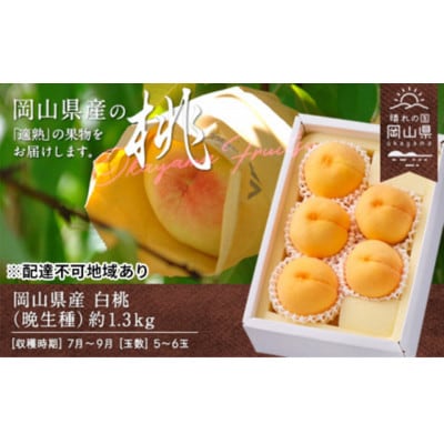 【2026年発送】岡山県産　白桃(晩生種)　約1.3kg(5～6玉)【配送不可地域：離島】
