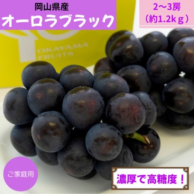 【2026年発送】ご家庭用　岡山県産オーロラブラック(クール便)　約1.2kg(2～3房)【配送不可地域：離島】