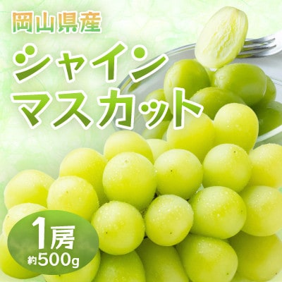 【2026年発送】岡山県産シャインマスカット　1房・約500g(クール便)【配送不可地域：離島】