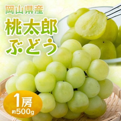 【2026年発送】岡山県産桃太郎ぶどう　1房・約500g(クール便)【配送不可地域：離島】