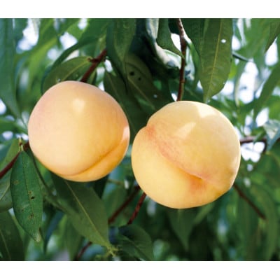 【天満屋選定品】岡山県産清水白桃　約900g(3個入)【配送不可地域：離島・北海道・沖縄県】