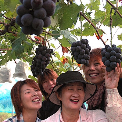 訳あり【2026年度発送分】早起き農家の直送便　ニューピオーネ2kg以上【配送不可地域：離島・北海道・沖縄県】