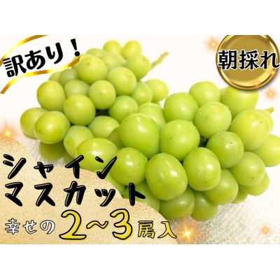 【2026年先行受付】お試しフルーツ王国岡山シャインマスカット1.2kg以上!　朝採れぶどう2～3房【配送不可地域：離島】