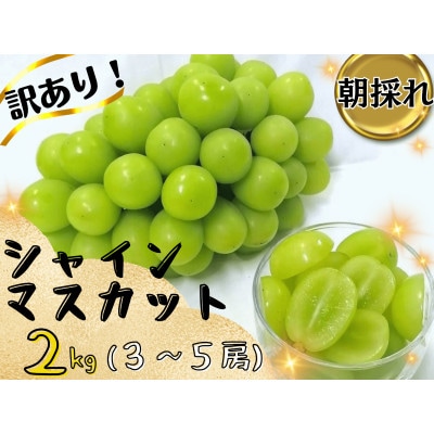 【2026年先行受付】お試しフルーツ王国岡山シャインマスカット2kg!　朝採れぶどう3～5房【配送不可地域：離島】
