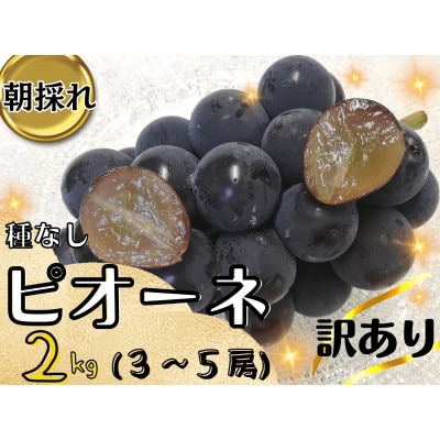 【2027年先行受付】訳あり岡山県産ピオーネ2kg【配送不可地域：離島】