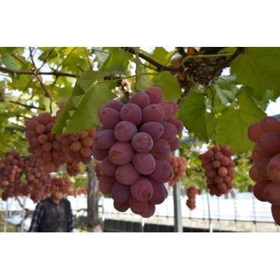 ぶどう 2026年 先行予約 紫苑 2～3房 約1.2kg 岡山県産【配送不可地域：離島】