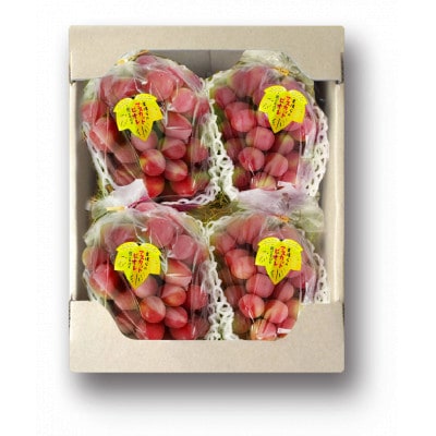 【2026年度発送分】希少品種ブドウわけありマスカットビオレ2kg【配送不可地域：離島・北海道・沖縄県】