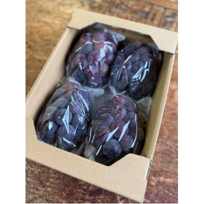 【2026年発送分】岡山県産 訳あり 朝摘みニューピオーネ 2kg(3～5房)【配送不可地域：離島】