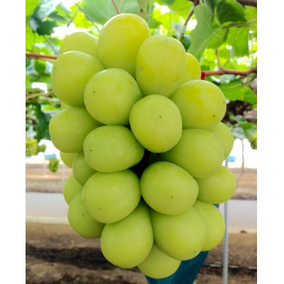 新鮮・朝採り後即出荷!岡山県　吉備高原産シャインマスカット　5kg(7～10房)ご贈答品