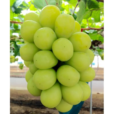 新鮮・朝採り後即出荷!岡山県　吉備高原産シャインマスカット　2kg (3～4房入り)贈答品