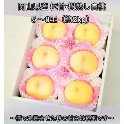 岡山県産  極甘・樹熟し白桃 5-8玉(約2kg)【配送不可地域：離島】