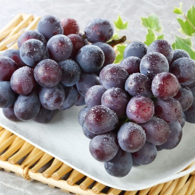 秋のニューピオーネ2房【冷蔵】2026年発送【配送不可地域：離島・北海道・沖縄県】