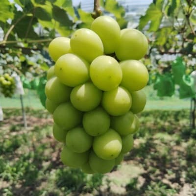 先行予約　岡山産　完熟シャインマスカット　2房　1キロ以上【配送不可地域：離島】