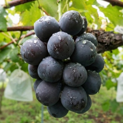 先行予約　岡山産　完熟ピオーネ　4～5房　2キロ以上【配送不可地域：離島】