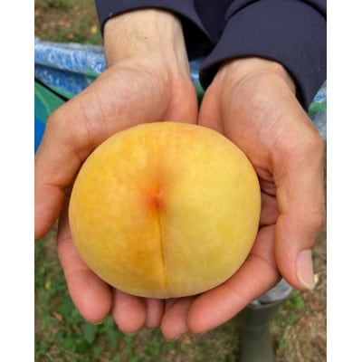 【2026年先行予約】8月上旬頃より発送予定・岡山県産の黄色い桃・黄金桃(3個入り)【配送不可地域：離島】