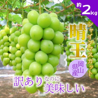 【2026年発送】訳あり!シャインマスカット晴王☆約2kg!8月中旬～順次発送【人気の岡山産ぶどう】【配送不可地域：離島】