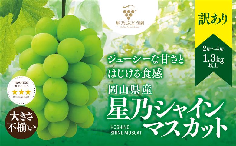 2026発送【訳あり】粒の大きさが不揃い 星乃シャインマスカット1.3kg 2房～4房入り【配送不可地域：離島・北海道・沖縄県】