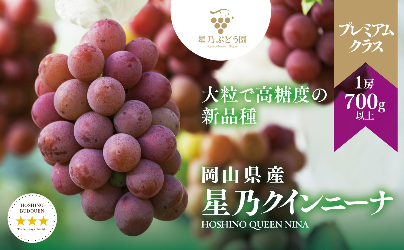 【先行受付】プレミアム星乃クイーンニーナ 数量限定 1房(700g)【配送不可地域：離島・北海道・沖縄県】