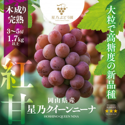 先行受付【三つ星ブランド】星乃クイーンニーナ 数量限定 3房～5房(1.7kg以上)【配送不可地域：離島・北海道・沖縄県】