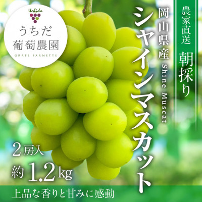 【2026年発送】朝採りシャインマスカット2房入(約1.2kg)【配送不可地域：離島】