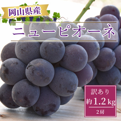 【2026年8月より発送】訳あり家庭用　岡山県産ニューピオーネ約1.2kg(2房)【配送不可地域：離島】