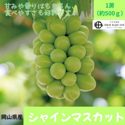【2026年発送】岡山県産シャインマスカット　1房・約500g(クール便)【配送不可地域：離島】
