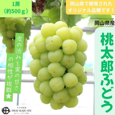 【2026年発送】岡山県産桃太郎ぶどう　1房・約500g(クール便)【配送不可地域：離島】