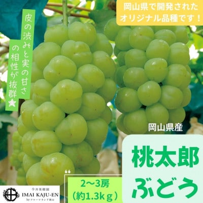 【2026年発送】岡山県産桃太郎ぶどう　2～3房・約1.3kg(クール便)【配送不可地域：離島】