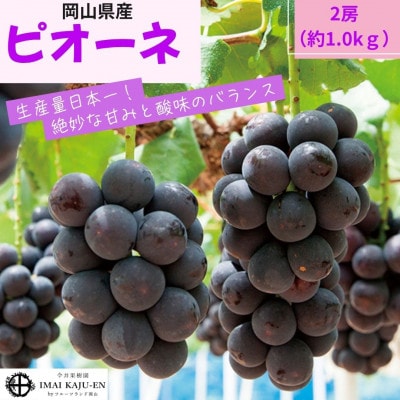 【2026年発送】岡山県産ピオーネ　約1kg(約500g×2房)【配送不可地域：離島】