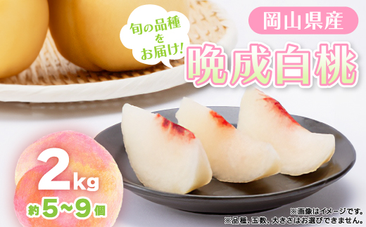 【先行予約・2026年9月上旬頃より発送予定】しっかりした果肉と果汁たっぷり岡山の白桃(2kg箱)【配送不可地域：離島】