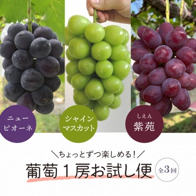 【発送月固定定期便】2026年先行予約　1房お試しピオーネ・シャインマスカット・紫苑(岡山産)全3回【配送不可地域：離島】