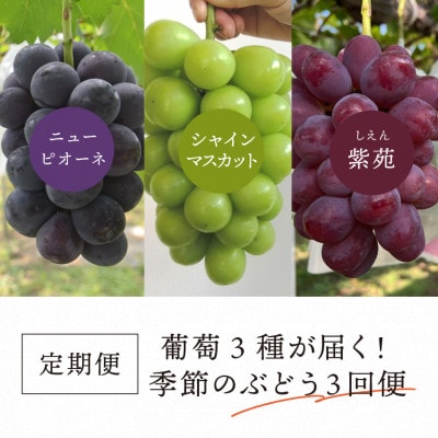 【発送月固定定期便】2026年先行予約 量も質も満足の葡萄3種が届く!ぶどう3回便!(岡山産)全3回【配送不可地域：離島】