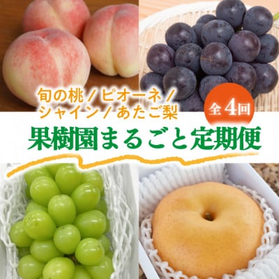 【発送月固定定期便】【2026年先行予約】桃と葡萄と梨が少しずつ届く!【お試し便】(岡山産)全4回【配送不可地域：離島・北海道・沖縄県】