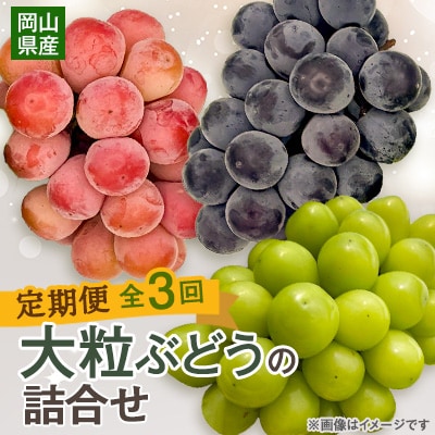 【発送月固定定期便】10～12月　大粒ぶどうの詰合せ全3回