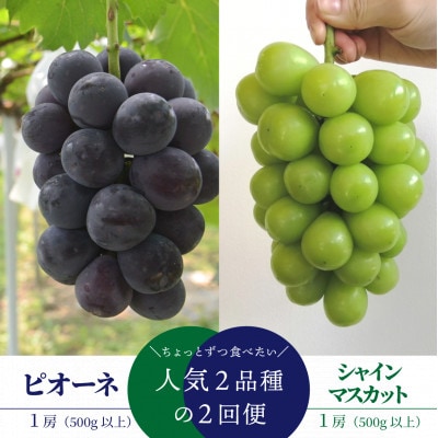 【発送月固定定期便】【2026年先行予約】ピオーネとシャインマスカットの1房ずつのお試し便!全2回【配送不可地域：離島】